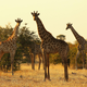 A tower of giraffes in Botswana in 2010.